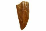 Serrated, Raptor Tooth - Real Dinosaur Tooth #255883-1